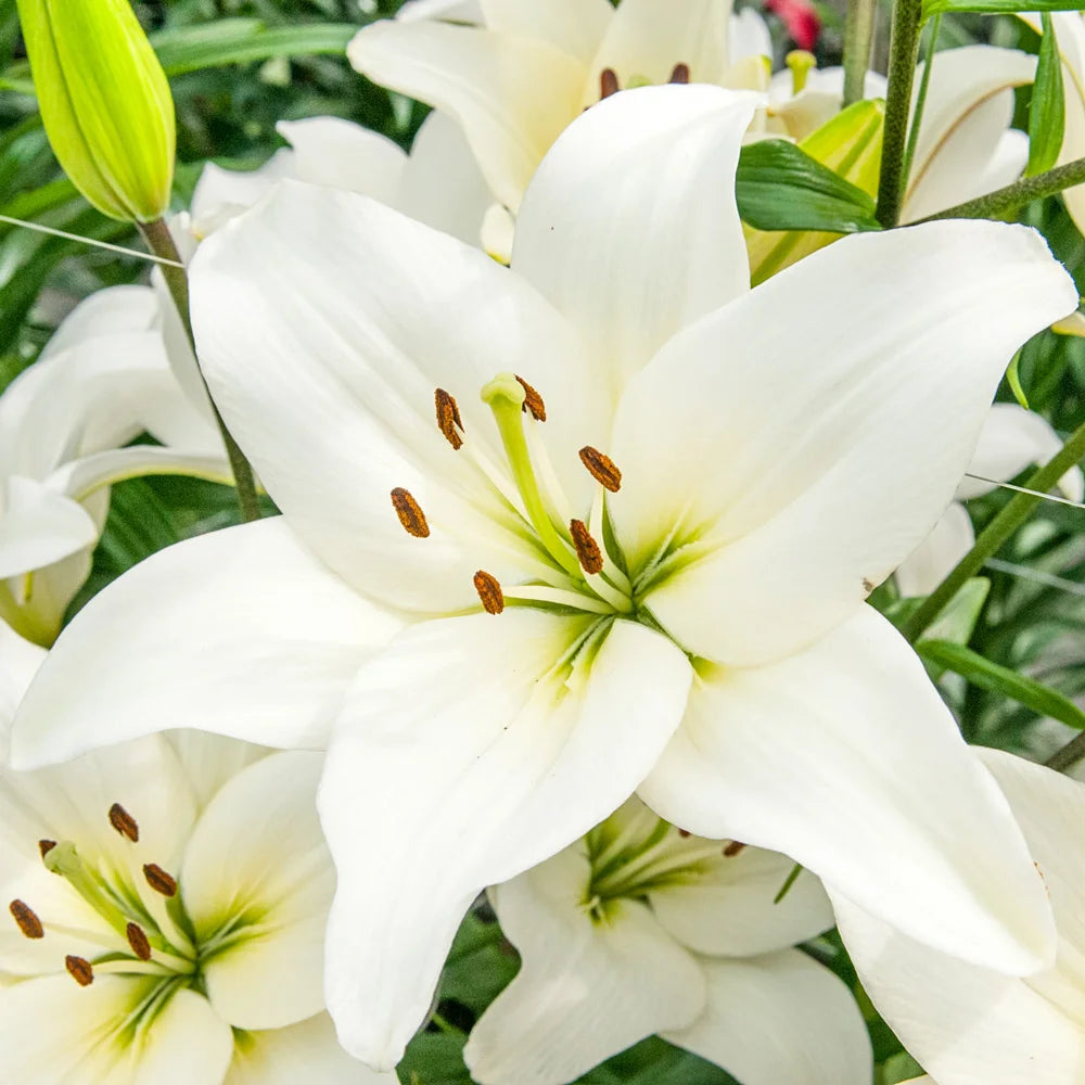 asiatic lily winter Snowdon Asiatic Lily
