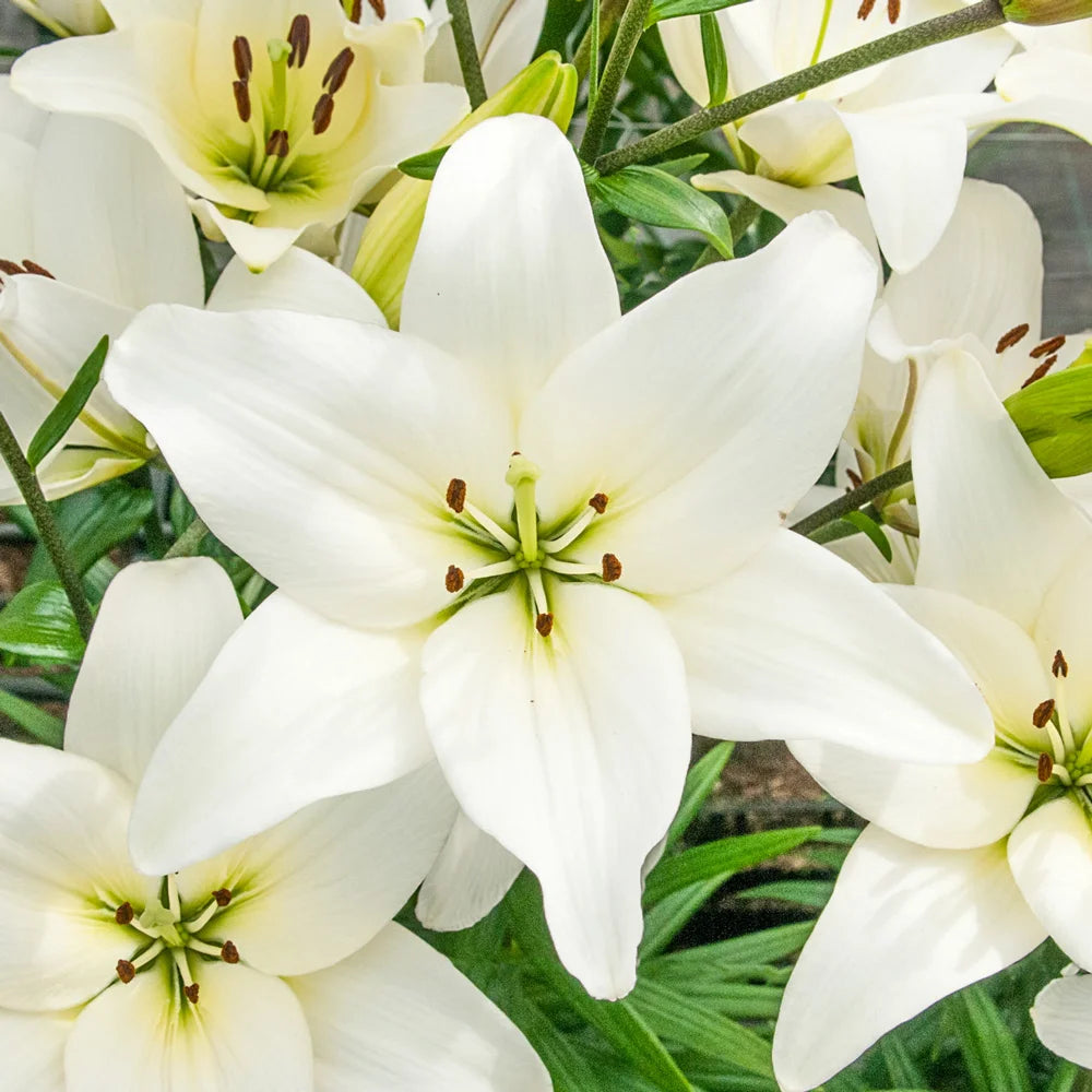 white asiatic lily Snowdon Asiatic Lily