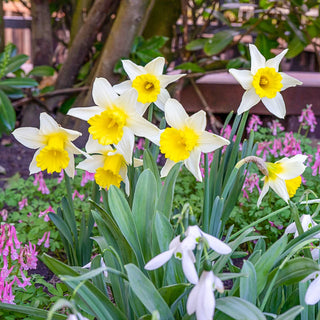 Large-Cupped Daffodil January Silver