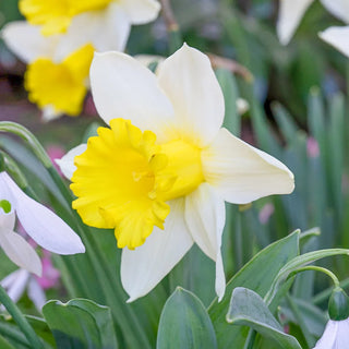 Large-Cupped Daffodil January Silver