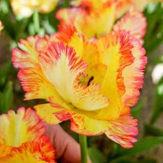 Parrot Tulip Caribbean Parrot