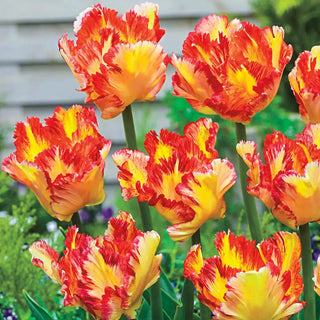 Parrot Tulip Caribbean Parrot