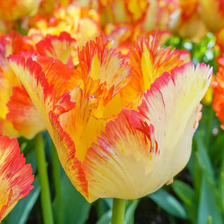 Parrot Tulip Caribbean Parrot
