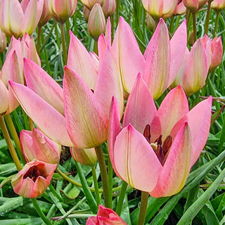 Tulip Danique