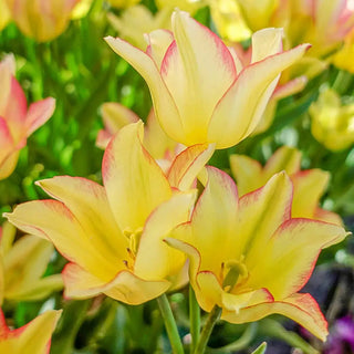 Sun Kissed Bouquet Tulip