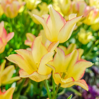 Sun Kissed Bouquet Tulip