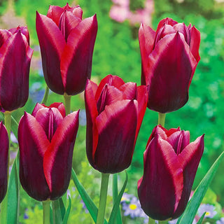 Triumph Tulip Muvota