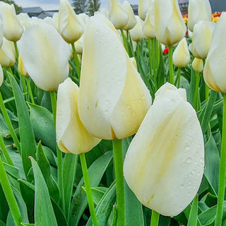 Triumph Tulip Pays Bas