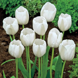 Triumph Tulip Pays Bas