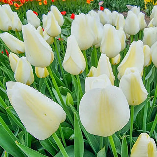 Triumph Tulip Pays Bas