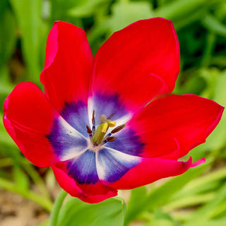 Triumph Tulip Delta Graffity