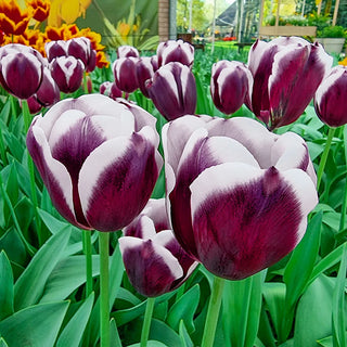 Triumph Tulip Tiramisu