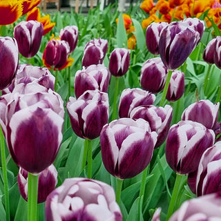 Triumph Tulip Tiramisu