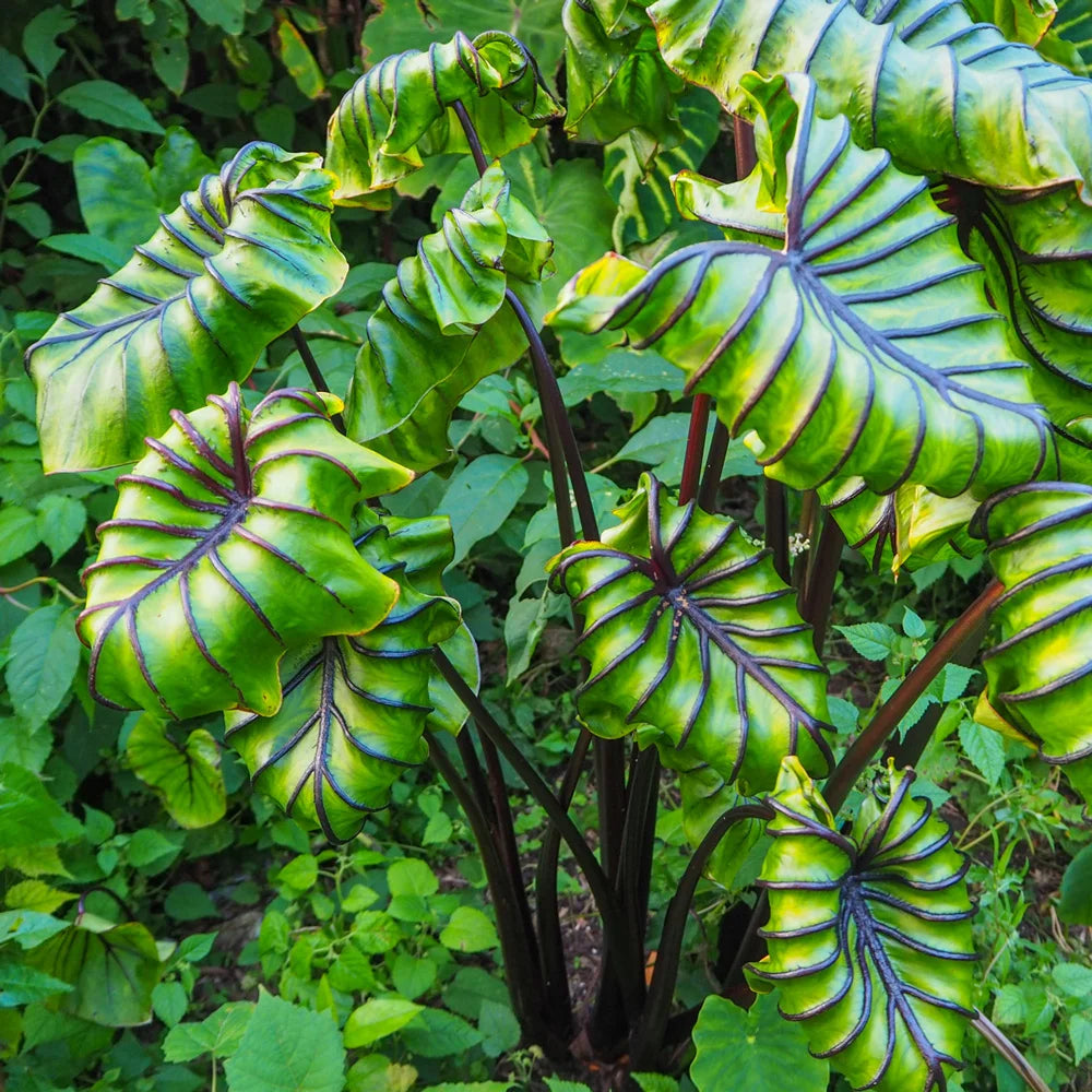 elephant ear plant phoenix Pharaohs Mask Colocasia