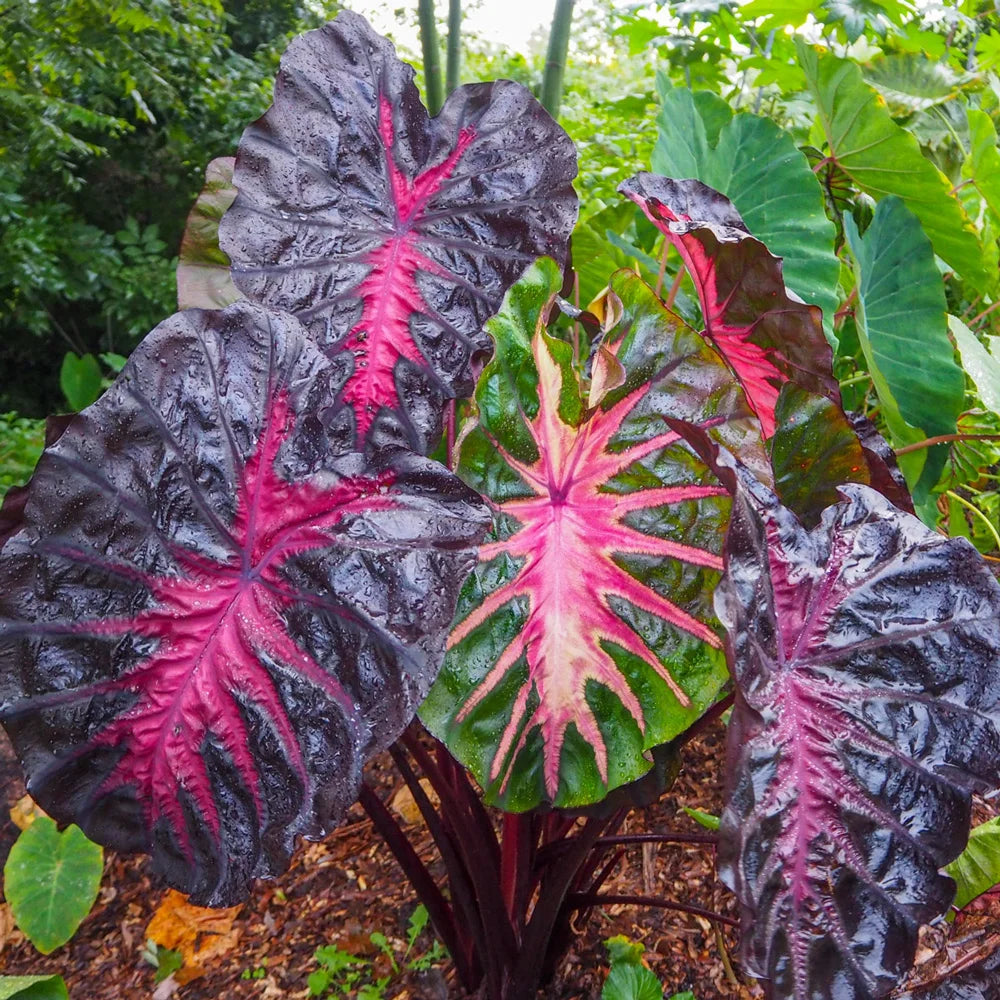 caladium elephant ear plant Elephant Ear Redemption (Colocasia)