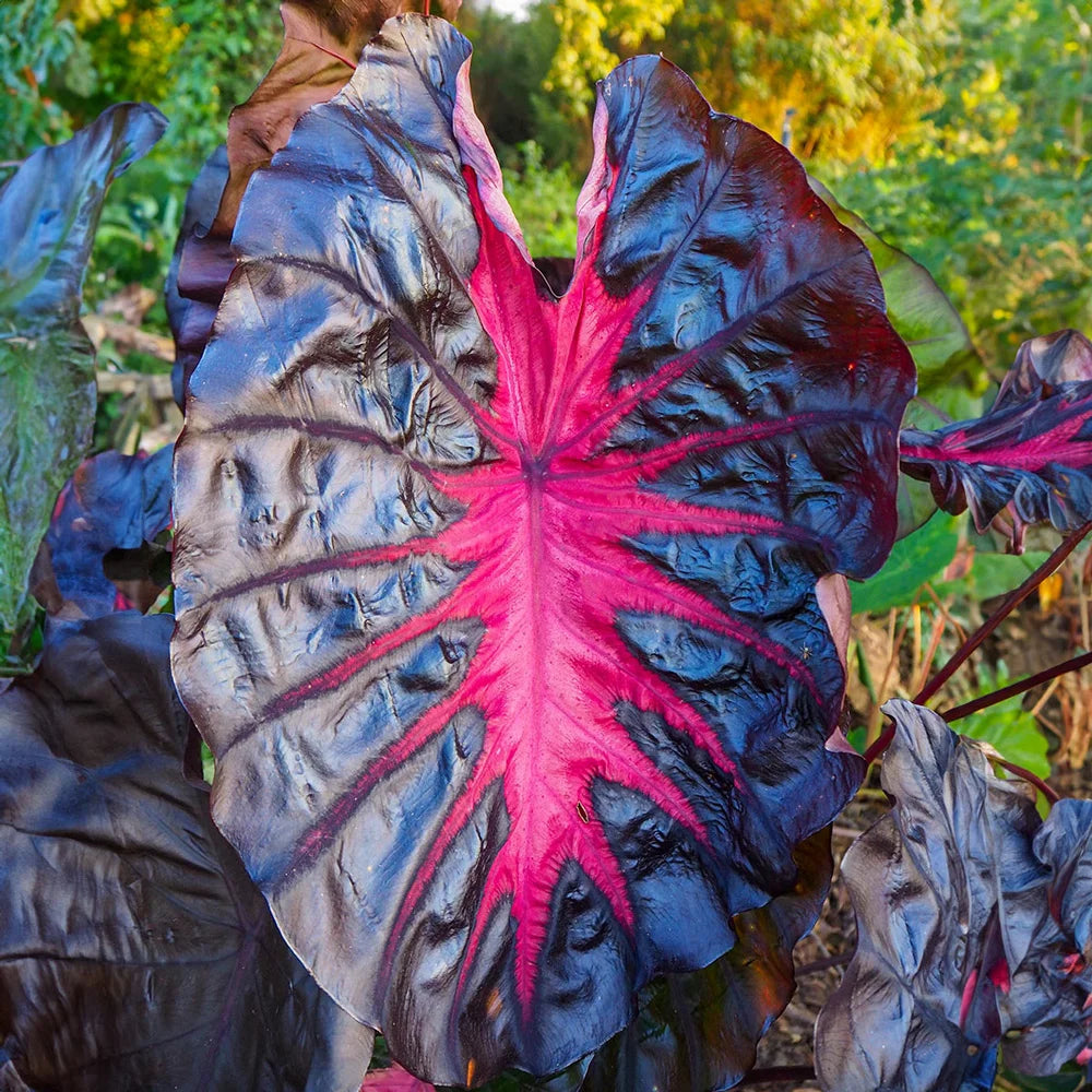 redemption elephant ear plant Elephant Ear Redemption (Colocasia)