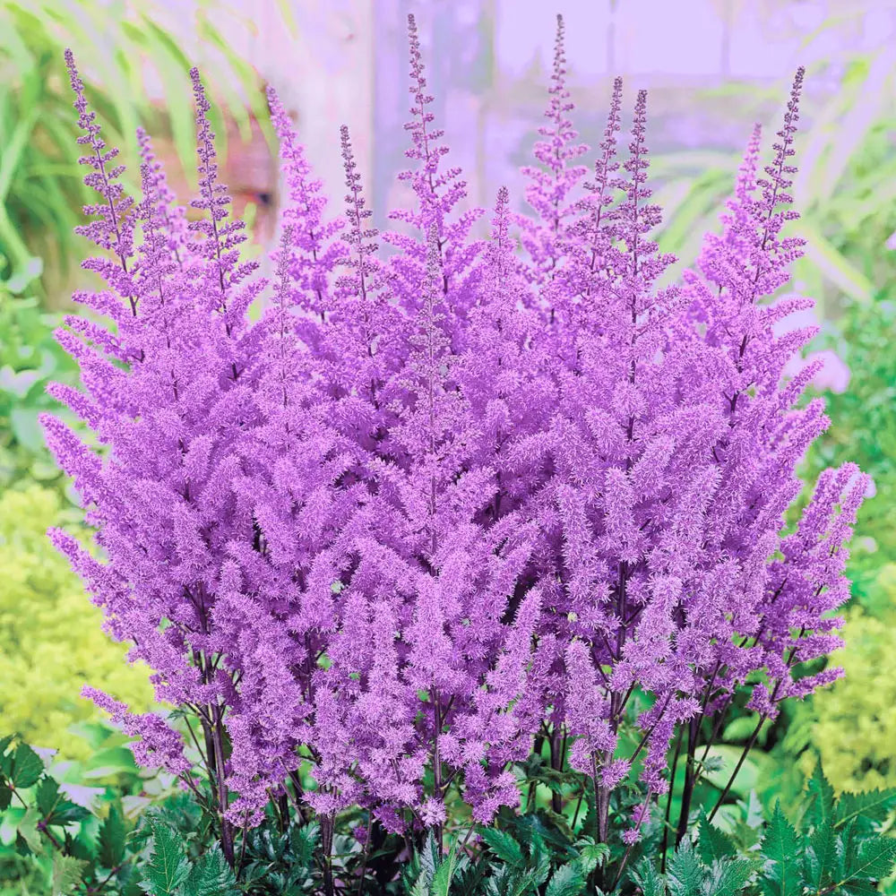lavender astilbe plant Astilbe Purple Candles