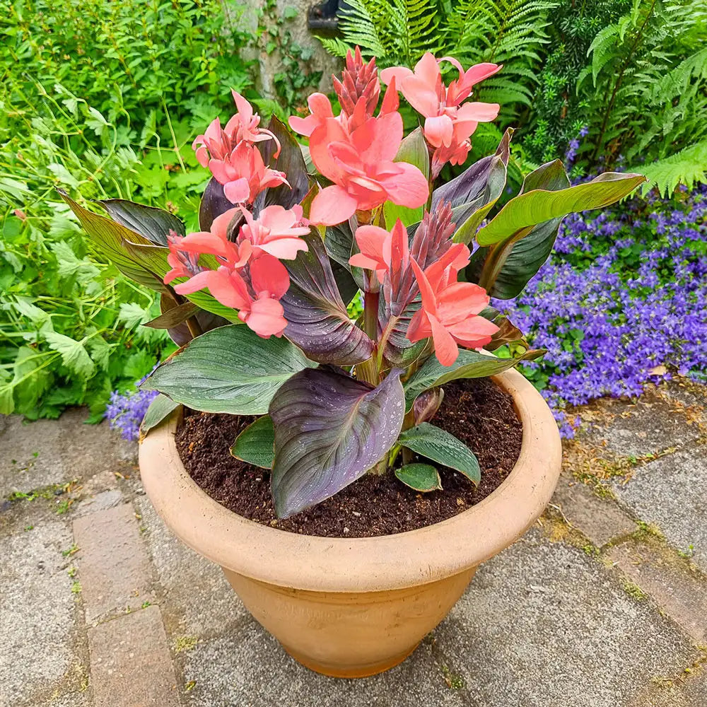 planting cannas in pots Dwarf Canna Happy Wilma