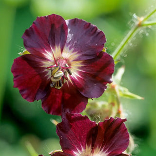 Hardy Geranium phaeum