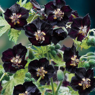 Hardy Geranium phaeum