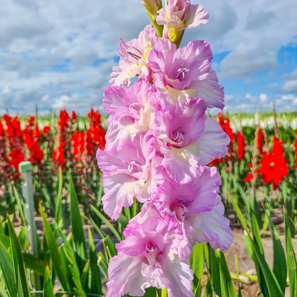 Buy Magenta Princess Glads Online | K. van Bourgondien