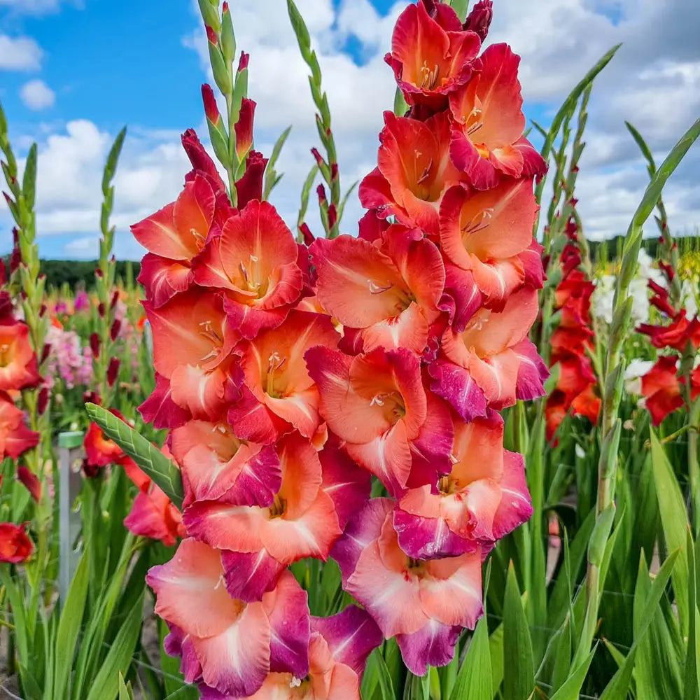 gladiolus indoor plant Gladiolus Ocaso