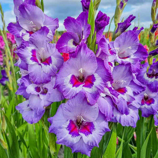Gladiolus Vista
