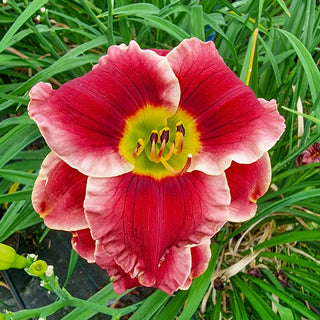 Daylily Lovely Ladybug