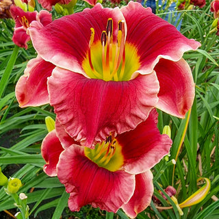 Daylily Lovely Ladybug