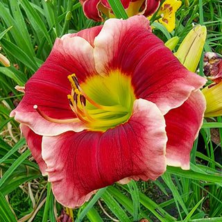 Daylily Lovely Ladybug