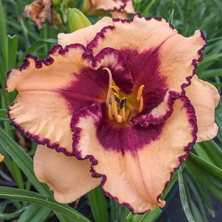 Daylily Tropical Surprise