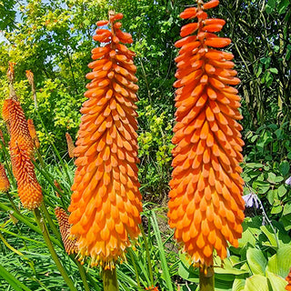 Red Hot Poker Alcazar