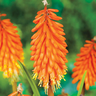 Red Hot Poker Alcazar