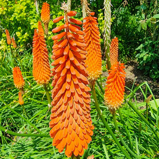 Red Hot Poker Alcazar