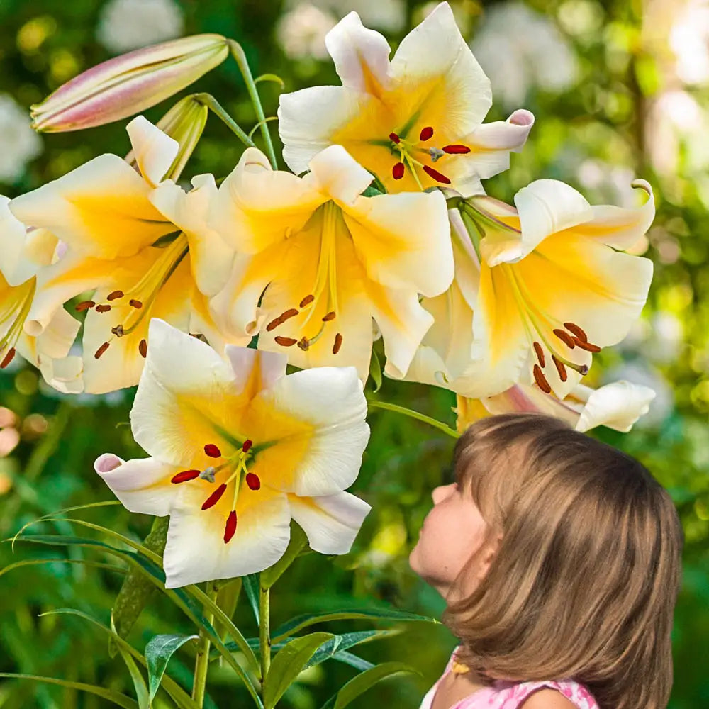 miss lily flower thailand Giant Hybrid Lily Miss Peculiar
