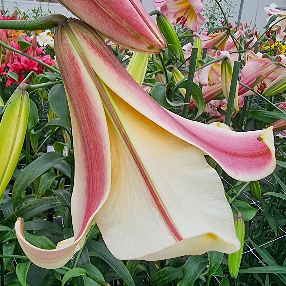 miss lily flower thailand Giant Hybrid Lily Miss Peculiar