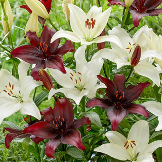 Black Tie Affair Lily Duet