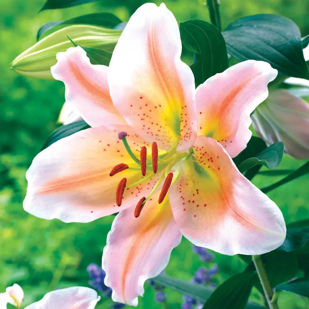 lily whites party Salmon Party Dwarf Oriental Lily