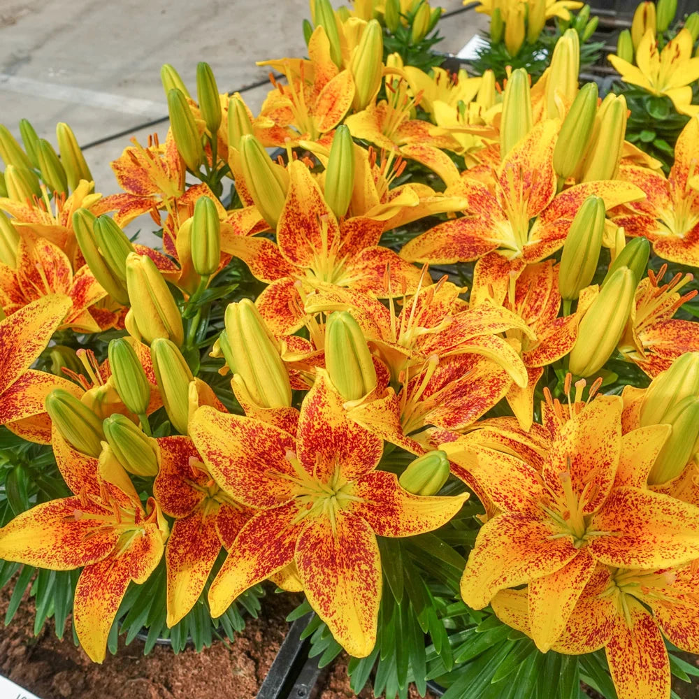 asiatic lily tiny parrot Tiny Parrot Border Lily