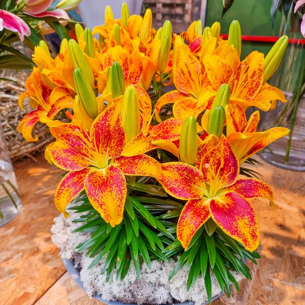 Tiny Parrot Border Lily