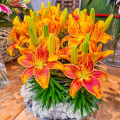 asiatic lily tiny comfort Tiny Parrot Border Lily