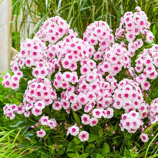 Hardy Tall Phlox Younique Trendy