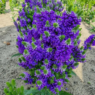 Veronica Baby Bloomer Blue