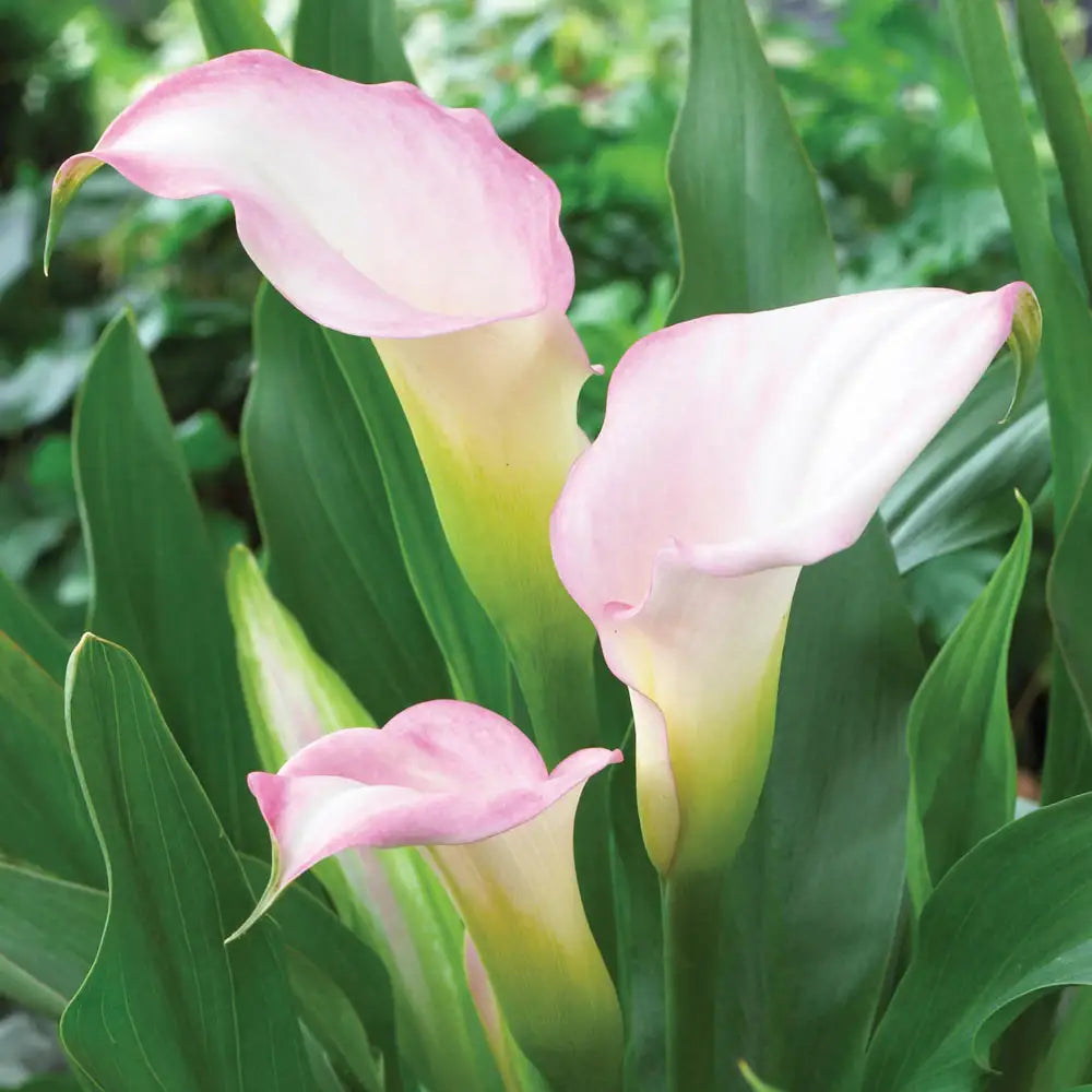 pink and white calla lily Calla Lily Crystal Blush