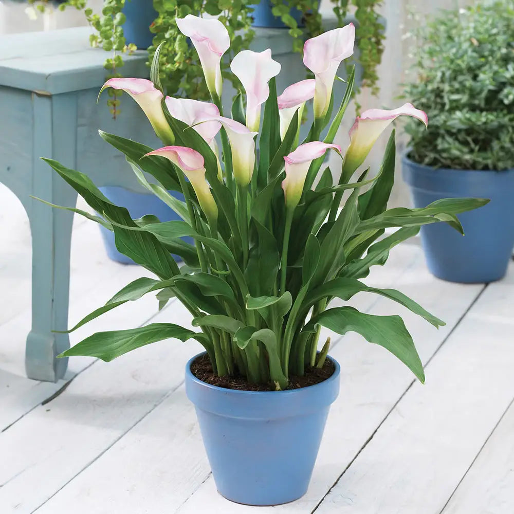 pink and white calla lily Calla Lily Crystal Blush
