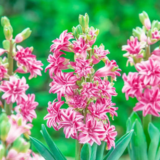 Rainbow Road UltraDouble Hyacinth