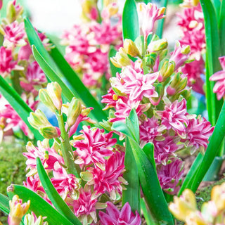 Rainbow Road UltraDouble Hyacinth