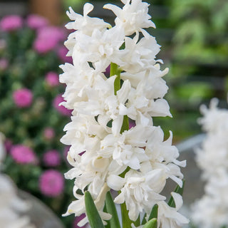 Snow Drift  UltraDouble Hyacinth