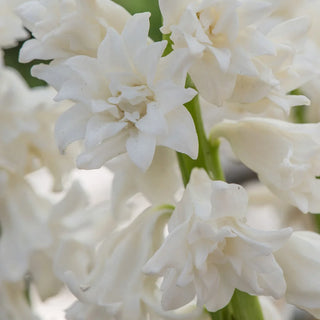 Snow Drift  UltraDouble Hyacinth