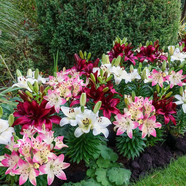 inuvik asiatic lily Summertime Medley Border Lily Mix